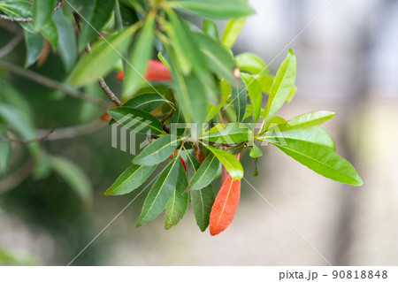 ホルトノキ（ホルトノキ科） 90818848