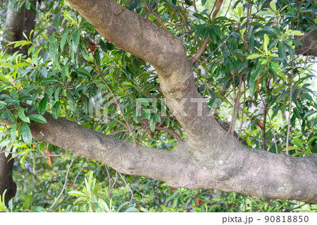 ホルトノキ（ホルトノキ科） 90818850