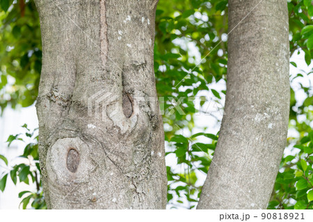 アラカシ（ブナ科） 90818921