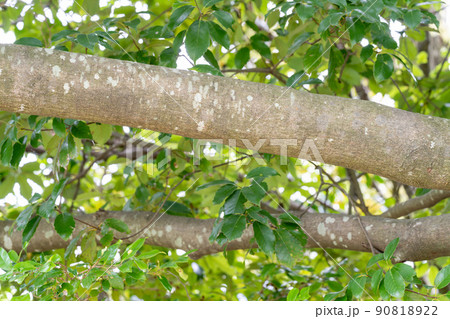 アラカシ（ブナ科） 90818922