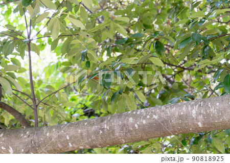 アラカシ(ブナ科) アラカシ(ブナ科) 90818925