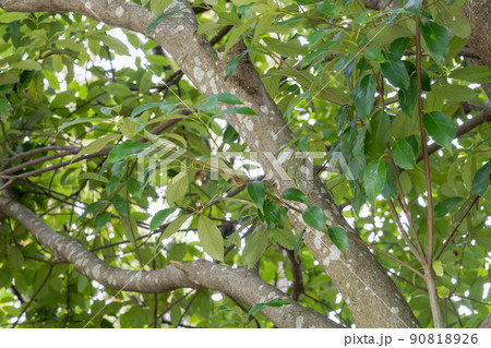 アラカシ（ブナ科） 90818926