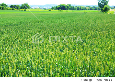 秋まき小麦 農産物 北海道 秋まき小麦 農産物 北海道 90819033