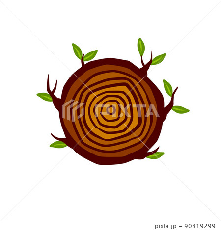 Cut tree trunk. Stump cross section. Concentric circular pattern on wood. 90819299
