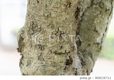 ヤマモモ:山桃(ヤマモモ科ヤマモモ属) ヤマモモ:山桃(ヤマモモ科ヤマモモ属) 90819711