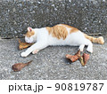 葉っぱを枕に昼寝している野良猫の可愛い画像 90819787
