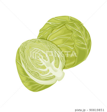 Cabbage. Image of cabbage heads. Cabbage in theのイラスト