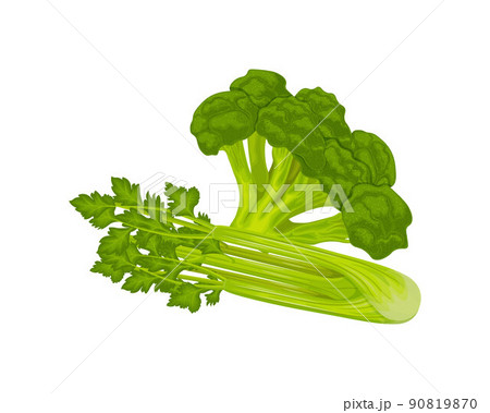Broccoli and celery. Fresh green vegetables. Vitamin vegetarian products. Ripe celery and broccoli. Vector illustration Broccoli and celery. Fresh green vegetables. Vitamin vegetarian products. Ripe celery and broccoli. Vector illustration 90819870