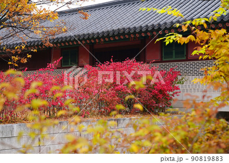 観光地 紅葉 秋 90819883