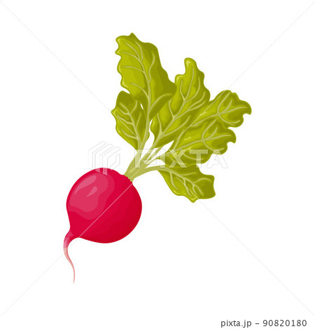 Radish. Image of a ripe radish with leaves. Fresh radish. Vitamin product of the vegetable garden. Organic vegetarian product. Vector illustration isolated on a white background Radish. Image of a ripe radish with leaves. Fresh radish. Vitamin product of the vegetable garden. Organic vegetarian product. Vector illustration isolated on a white background 90820180