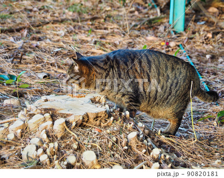 切り株の上のカリカリを食べるキジトラ猫 切り株の上のカリカリを食べるキジトラ猫 90820181