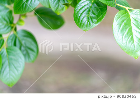 新緑　イメージ・背景素材 90820465