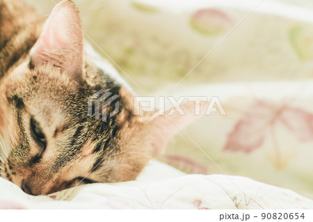 Portrait of brown mackerel young tabby cat adorable pet friend Portrait of brown mackerel young tabby cat adorable pet friend 90820654