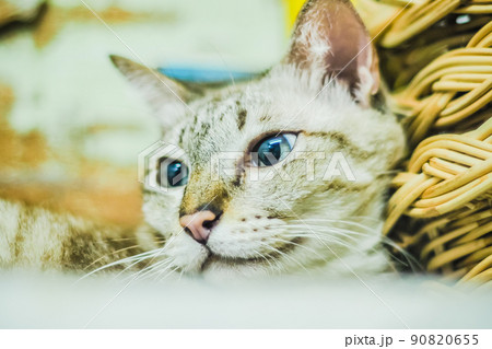 Portrait of brown mackerel young tabby cat adorable pet friend Portrait of brown mackerel young tabby cat adorable pet friend 90820655