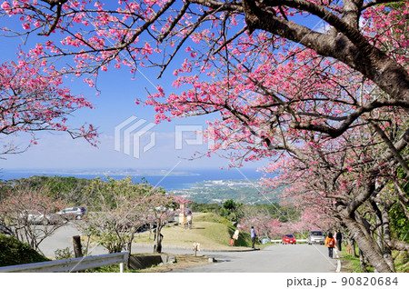 八重岳 さくら祭りと伊江島 八重岳 さくら祭りと伊江島 90820684