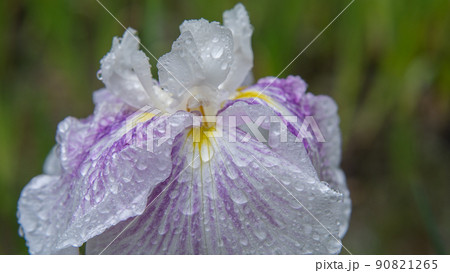 6月に咲く花菖蒲|雨上がりの水滴と花びら 6月に咲く花菖蒲|雨上がりの水滴と花びら 90821265