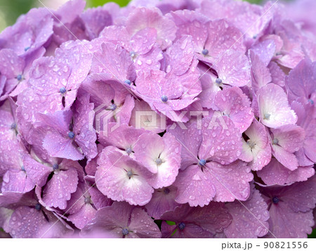 アジサイの花 アジサイの花 90821556