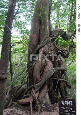 屋久島(白谷雲水峡)の女神杉 90821557