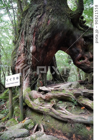 屋久島(白谷雲水峡)のくぐり杉 屋久島(白谷雲水峡)のくぐり杉 90821558