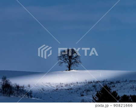 雲の隙間から差し込んだ冬の陽光に照らされた丘の木 雲の隙間から差し込んだ冬の陽光に照らされた丘の木 90821666