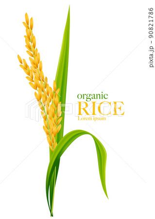 Rice realistic vector illustration 90821786