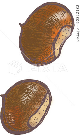 クリが2つ落ちている　転がっている栗 90822132