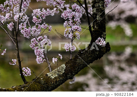 桜満開の卯辰山 桜満開の卯辰山 90822184