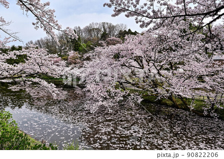 桜満開の卯辰山 90822206