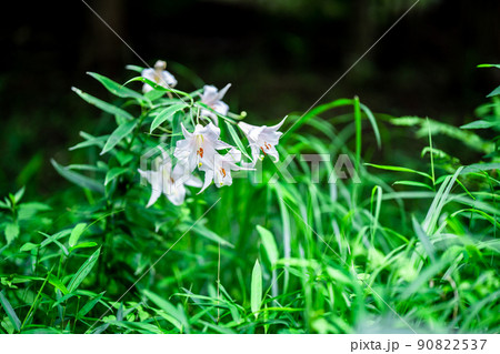 京都府・わち山野草の森　ササユリ 90822537