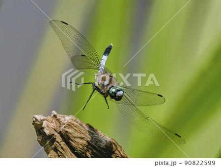 4枚の羽を自在に操り飛び立つシオカラトンボのアップです　そのコバルト色の眼がとてもきれいです 90822599