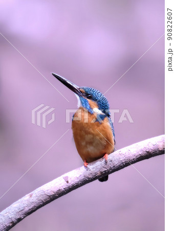 春の2週間だけの風景 桜色の水面を背景にたたずむ青いカワセミ 春の2週間だけの風景 桜色の水面を背景にたたずむ青いカワセミ 90822607