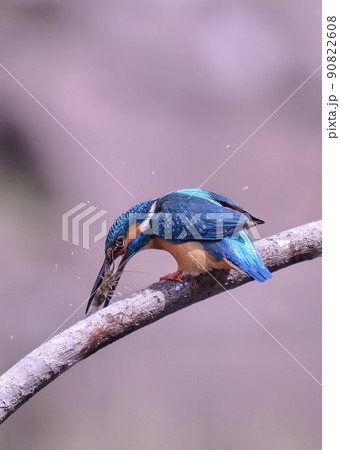 春の2週間だけの風景　桜色の水面を背景にエビを食べる青いカワセミ 90822608