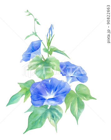 青色の朝顔の花。水彩イラスト。縦型。ベクター。 90822663
