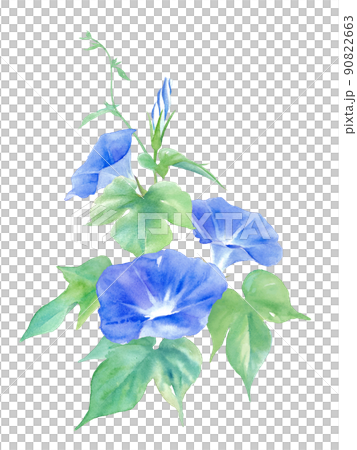 青色の朝顔の花。水彩イラスト。縦型。ベクター。 90822663