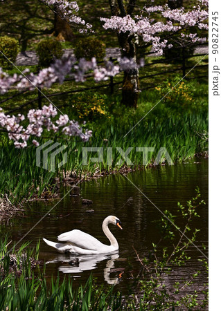 花吹雪舞う卯辰山 花吹雪舞う卯辰山 90822745