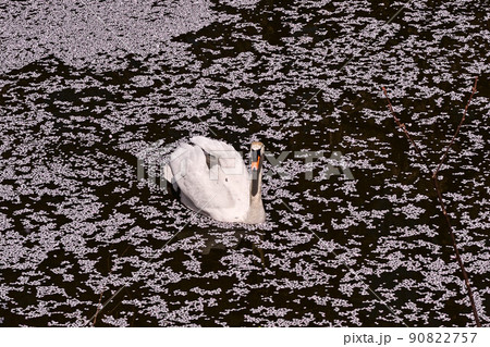 花吹雪舞う卯辰山 90822757