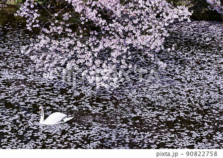 花吹雪舞う卯辰山 90822758