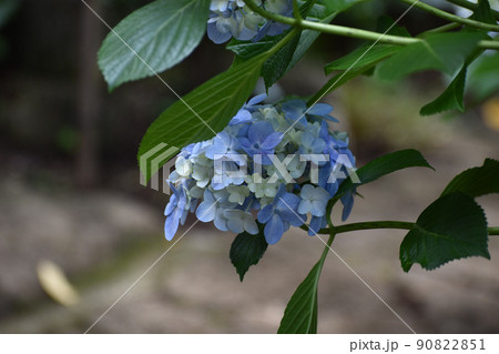 梅雨時期に咲いた青いアジサイ 梅雨時期に咲いた青いアジサイ 90822851