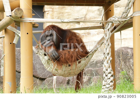 貫禄がついた雄のオランウータン 90823005