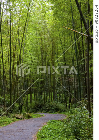 竹藪 竹薮 タケヤブ 90823264