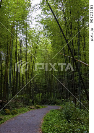 竹藪 竹薮 タケヤブ 90823265