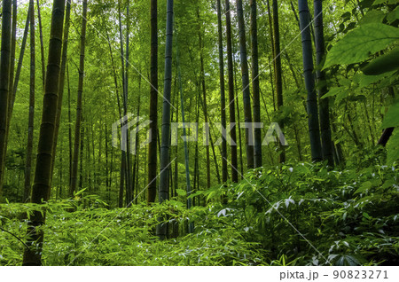 竹藪 竹薮 タケヤブ 90823271