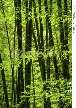 竹藪 竹薮 タケヤブ 90823272