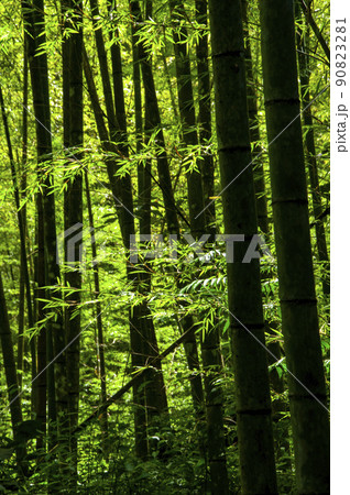 竹藪 竹薮 タケヤブ 90823281