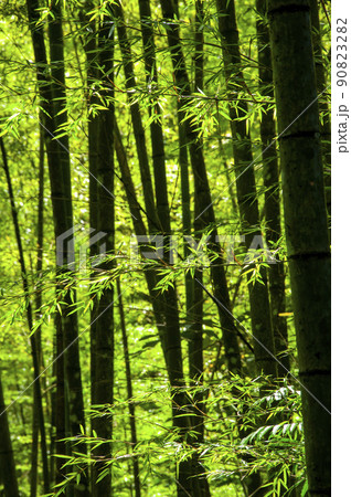 竹藪 竹薮 タケヤブ 90823282