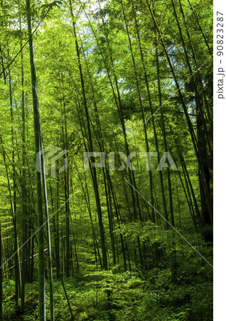 竹藪 竹薮 タケヤブ 90823287