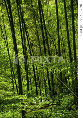 竹藪 竹薮 タケヤブ 90823296