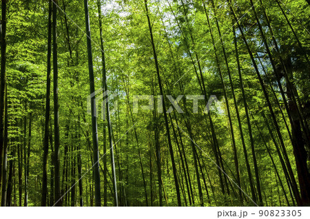 竹藪 竹薮 タケヤブ 90823305