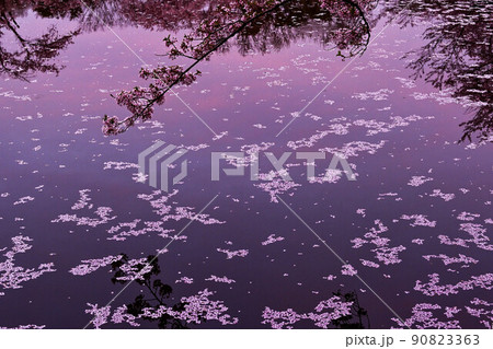 桜満開の卯辰山 桜満開の卯辰山 90823363