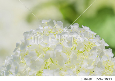 白い紫陽花 90824044